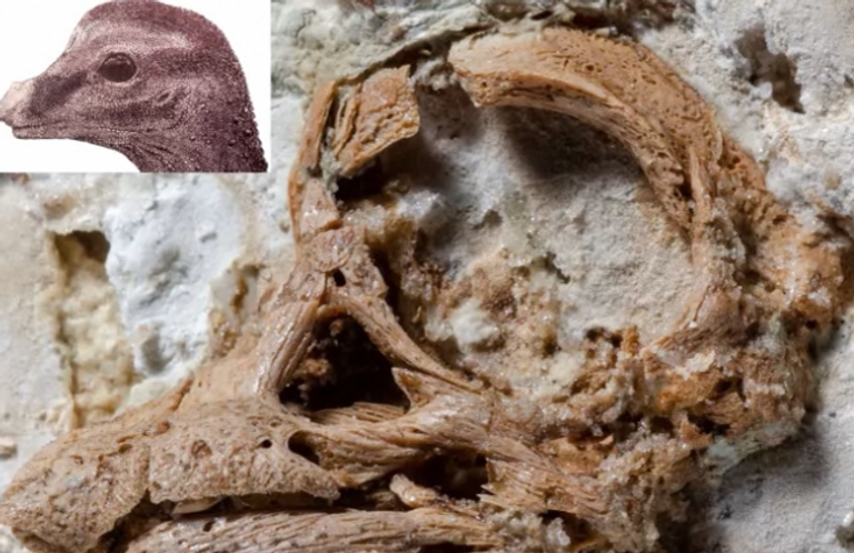 شكل تخيلي لطريقة تغذية الـ (نودوسور)