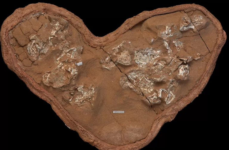 شكل تخيلي لطريقة تغذية الـ (نودوسور)