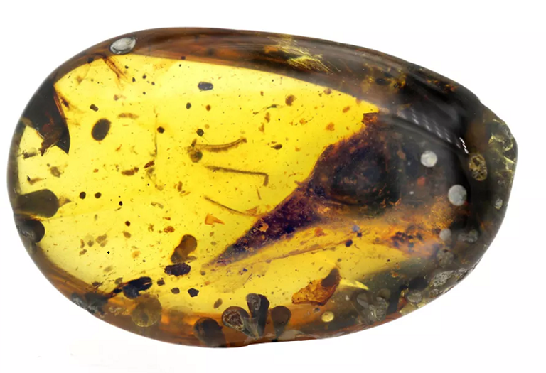 شكل تخيلي لطريقة تغذية الـ (نودوسور)