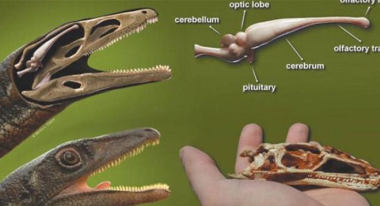 شكل تخيلي لطريقة تغذية الـ (نودوسور)