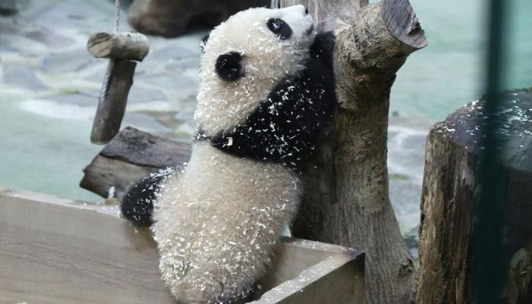 شبل الباندا "يوان باو" كما بدا في حديقة تايبيه