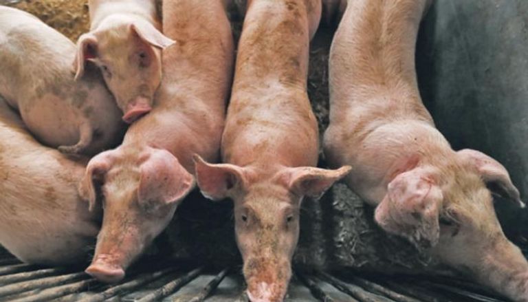 كوريا الجنوبية تعزز من إجراءاتها لمكافحة انتشار حمى الخنازير الأفريقية