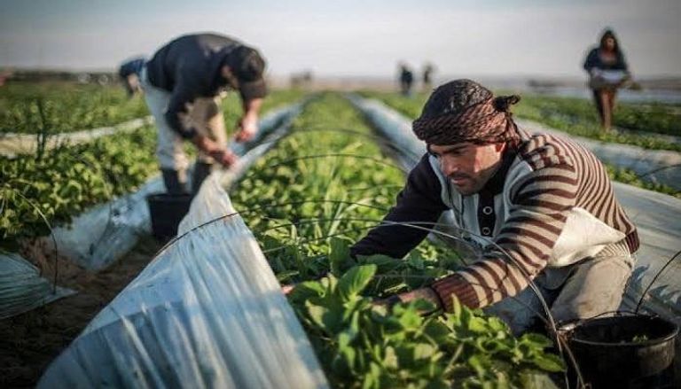 إسرائيل تضغط على المزارعين الفلسطينيين