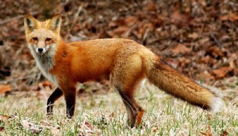 منتزه سمين يستعيد سحره