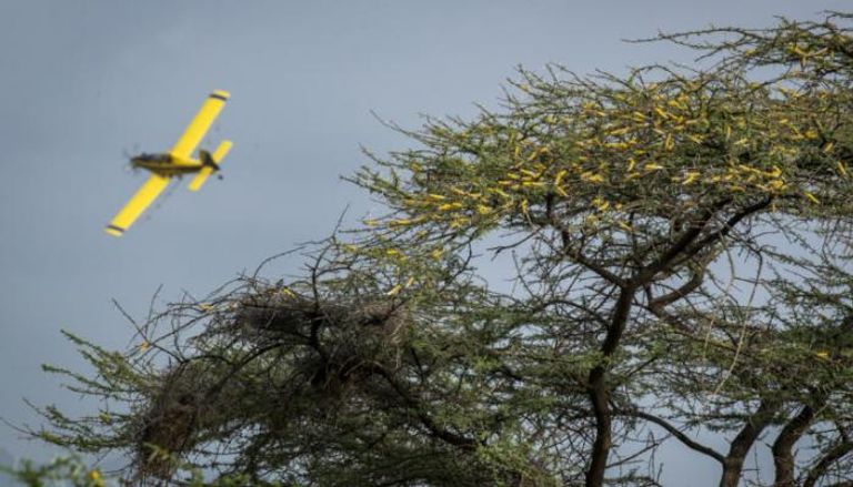 الجراد ينتشر بالمليارات في كينيا على الأشجار ويتغذى على المحاصيل