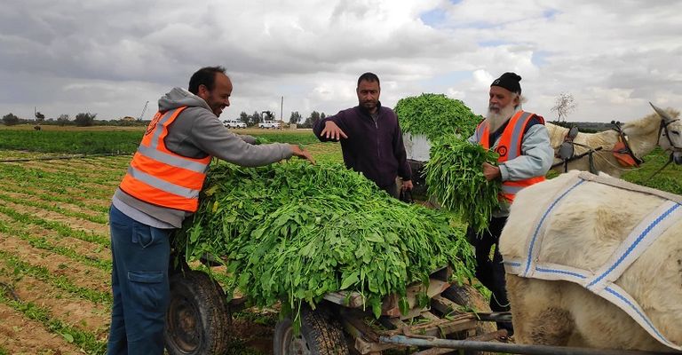 مجموع مساحة الأراضي الزراعية التي تضررت محاصيلها بلغ أكثر من 2000 دونم