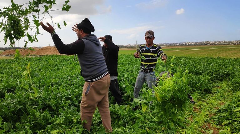 مجموع مساحة الأراضي الزراعية التي تضررت محاصيلها بلغ أكثر من 2000 دونم
