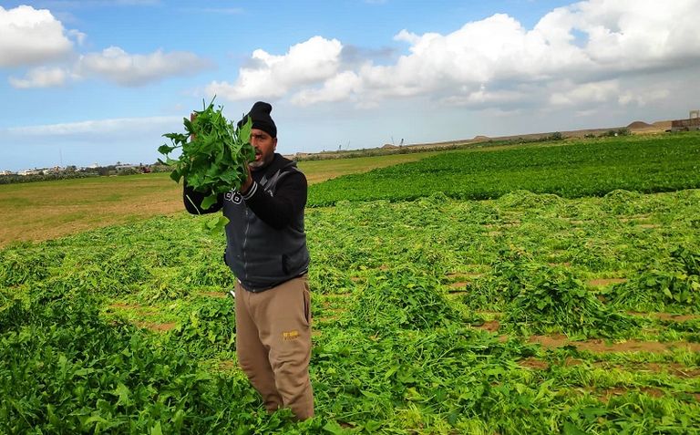 مجموع مساحة الأراضي الزراعية التي تضررت محاصيلها بلغ أكثر من 2000 دونم