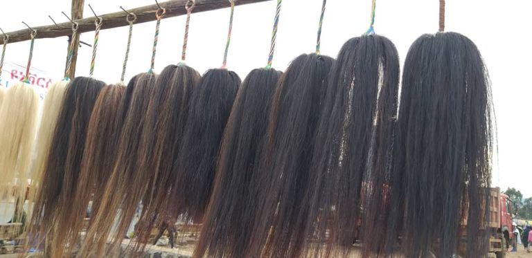 "شيرا" أداة تُصنع من ذيل الحصان