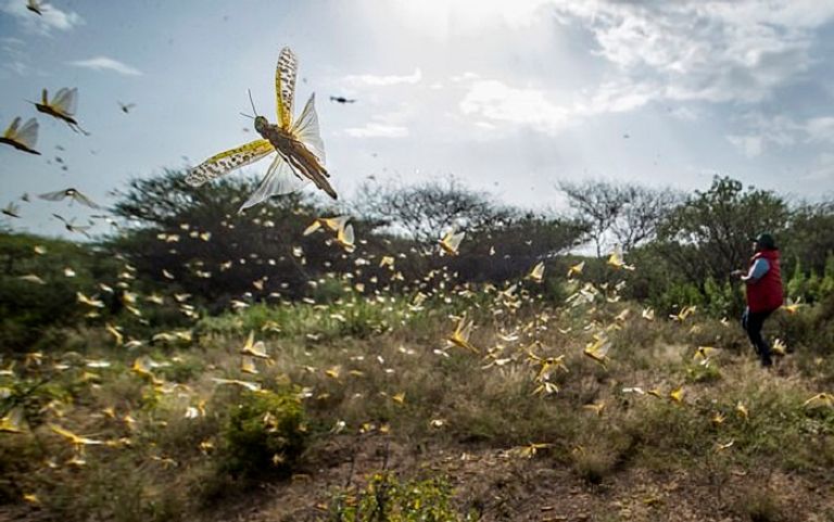 الجراد يغزو باكستان والحكومة تعلن حالة الطوارئ