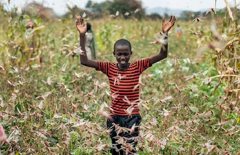 الجراد يغزو باكستان والحكومة تعلن حالة الطوارئ