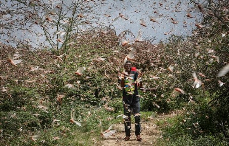 الجراد يغزو باكستان والحكومة تعلن حالة الطوارئ