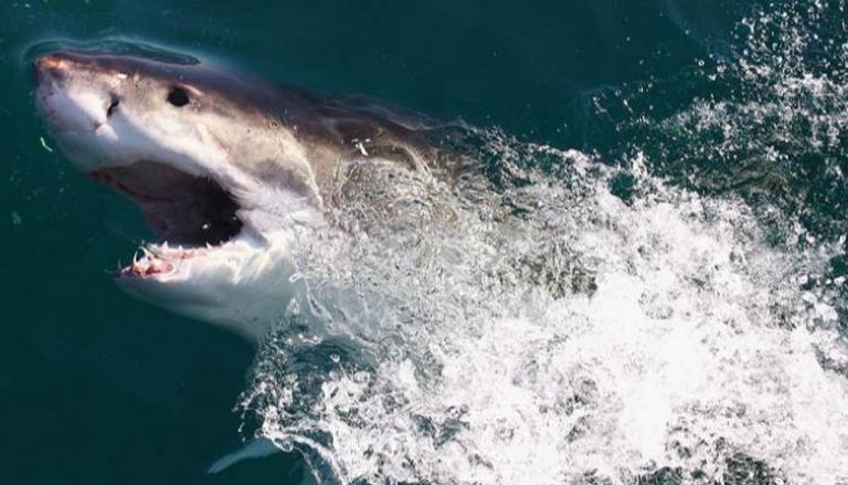 أسماك القرش شنت هجمات عديدة في أستراليا خلال العامين الماضيين