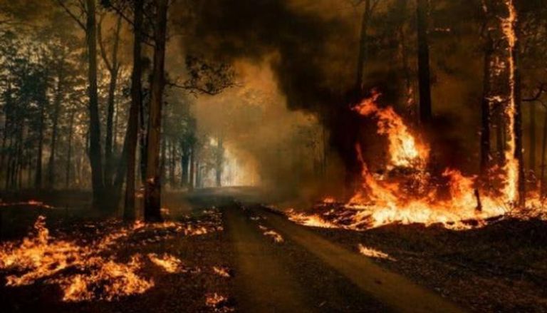 الحرائق تلتهم غابات أستراليا - أرشيفية