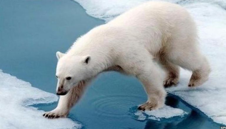 الدببة القطبية تخسر بيئتها الجليدية