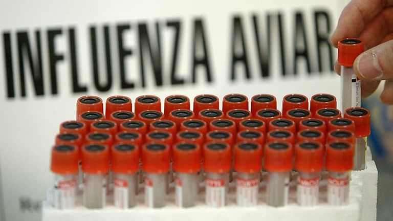 إنفلونزا الطيور يمكن أن تنتقل للإنسان والحيوانات الأخرى