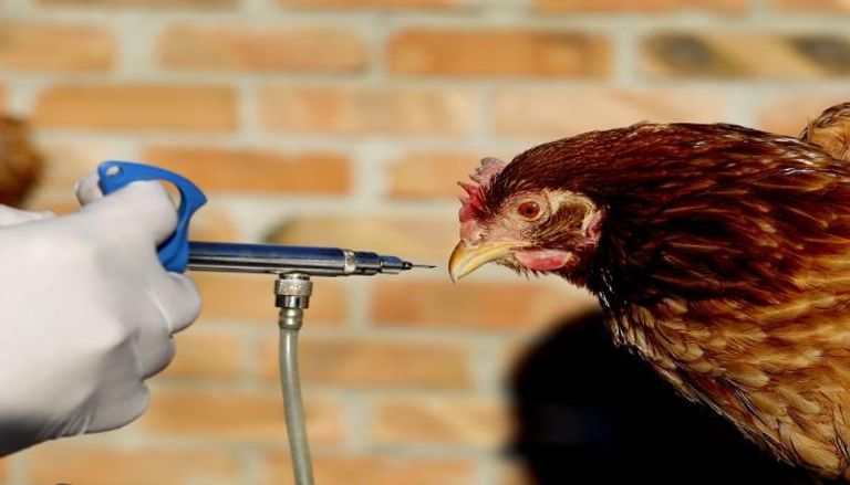 إنفلونزا الطيور ظهرت من جديد في مزرعة بالسعودية - أرشيفية