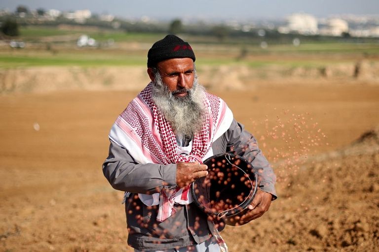 فلسطيني بمساعدة الصليب الأحمر يحرث أرضه قرب حدود غزة – رويترز