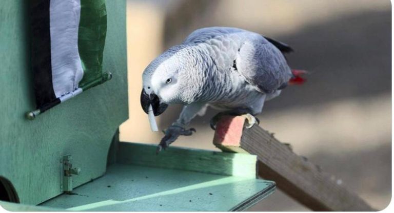 الطيور في حدائق أبوظبي