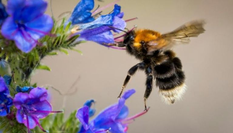 النحل مهدد بالانقراض