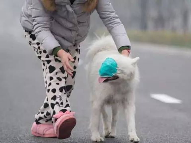 كمامات طبية للحيوانات الأليفة