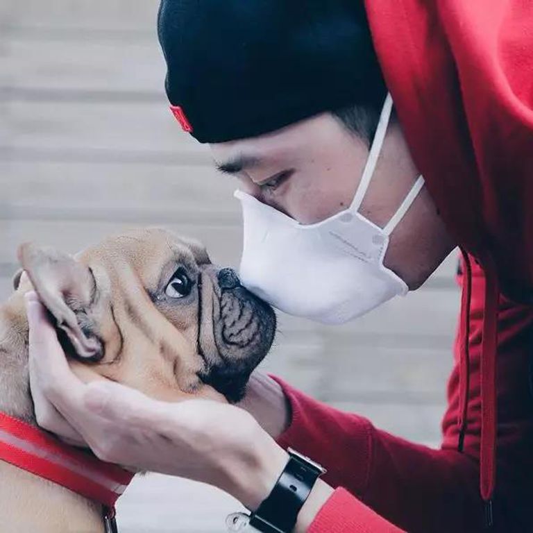 كمامات طبية للحيوانات الأليفة