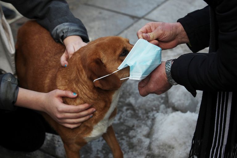 كمامات طبية للحيوانات الأليفة