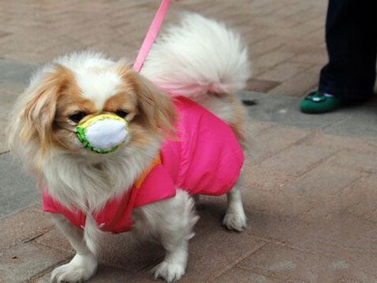 كمامات طبية للحيوانات الأليفة