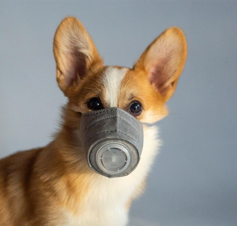 كمامات طبية للحيوانات الأليفة