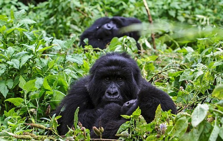 الغوريلا الجبلية