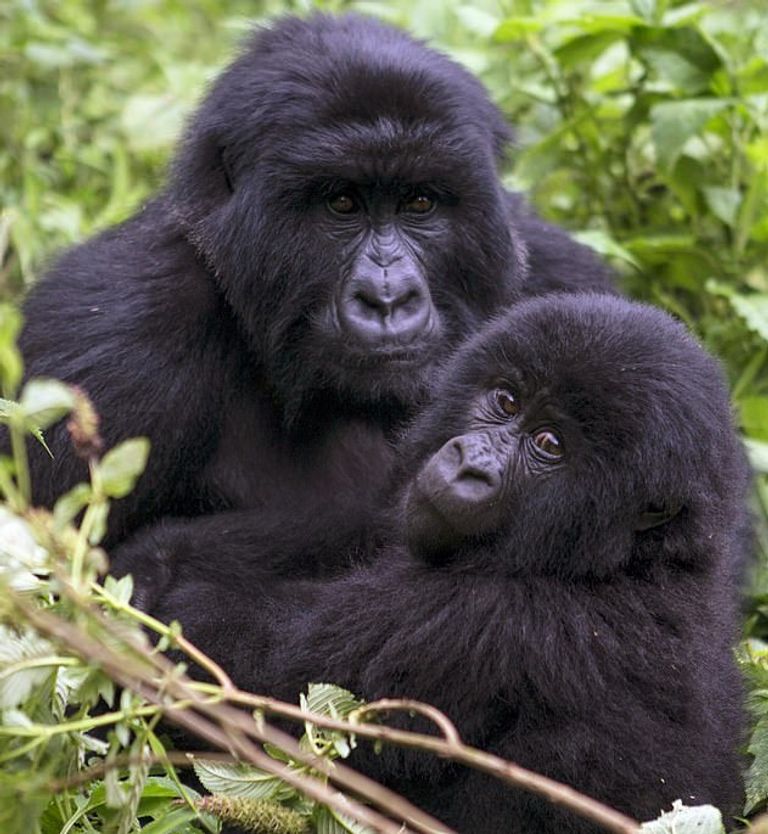 الغوريلا الجبلية