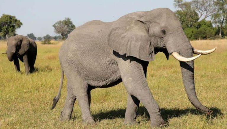 بوتسوانا أصدرت تراخيص لقتل 272 فيلا