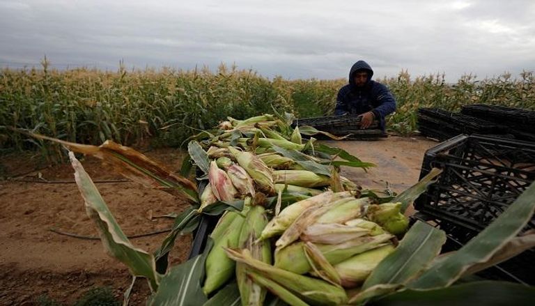 مزارع فلسطيني في حقل بالضفة الغربية - رويترز