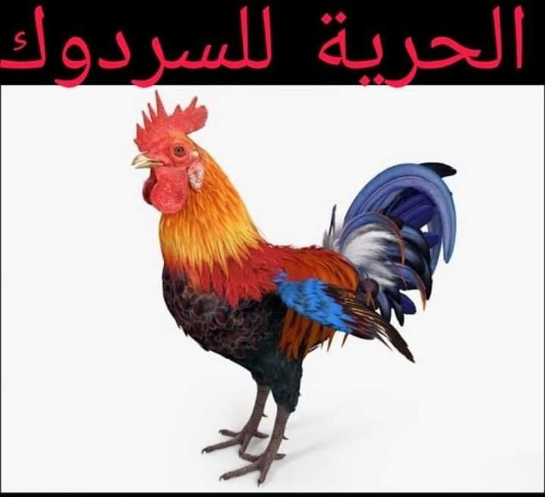 هاشتاق "الحرية للسردوك" 