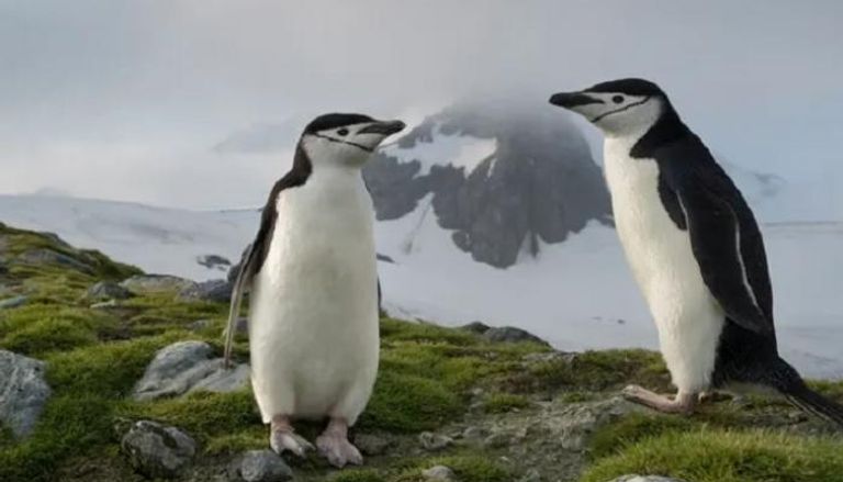تغير المناخ يطال بطاريق القطب الجنوبي - أرشيفية