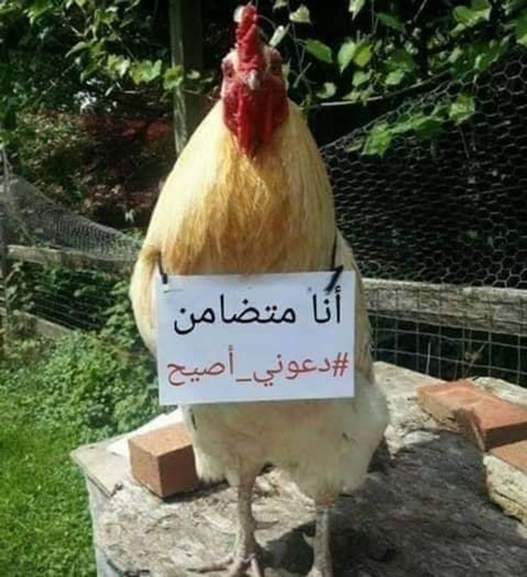 جزائريون يسخرون من قصة اعتقال السردوك بالصور الأمن الجزائري يصدر بيانا بشأن أزمة الديك