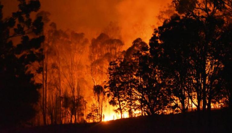النيران أحرقت 30% من فصائل الحيوانات البرية - أرشيفية
