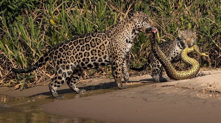 لقطة نادرة لشجار فأرين على بقايا الطعام