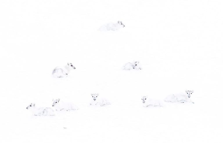 لقطة نادرة لشجار فأرين على بقايا الطعام