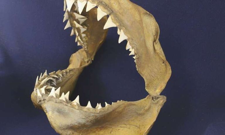 قطعة من فك سمكة قرش بأحد المتاحف