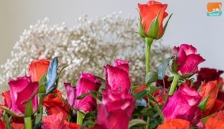 إقبال من الشباب الإثيوبي على شراء الزهور في عيد الحب