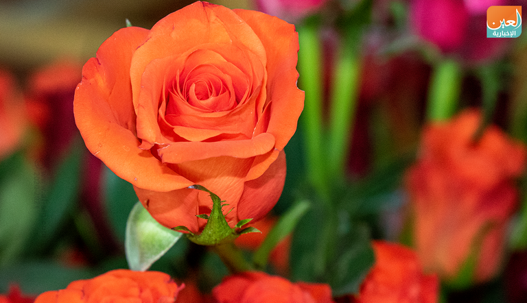 إقبال من الشباب الإثيوبي على شراء الزهور في عيد الحب