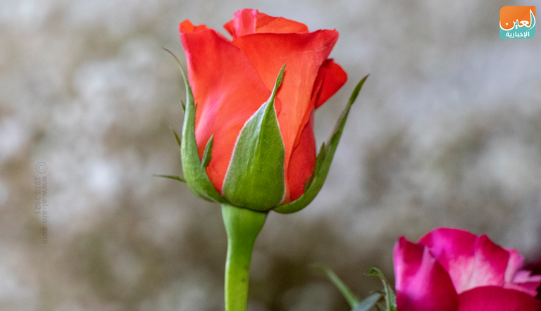 إقبال من الشباب الإثيوبي على شراء الزهور في عيد الحب