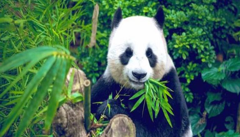 حيوان الباندا يتناول ما بين 20 و30 كيلوجراما من الخيزران يوميا