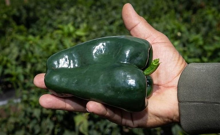 الضفدع داخل ثمرة الفلفل السليمة