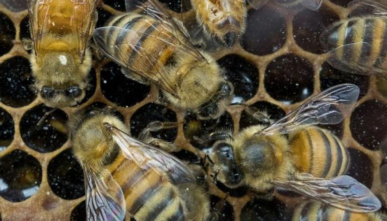 العلماء يفكون شيفرة رقصة النحل - أرشيفية