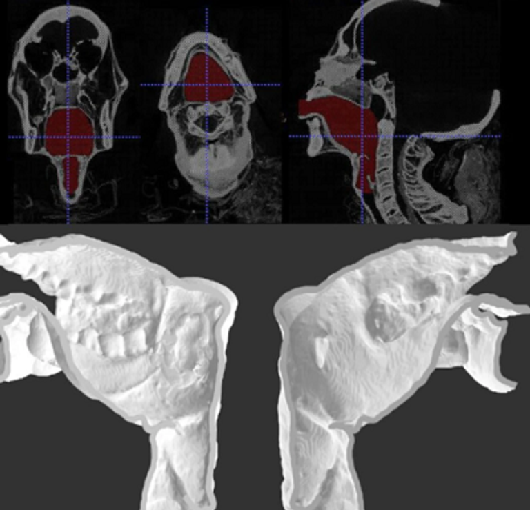 صورة ثلاثية الأبعاد لحنجرة الكاهن مومياء الكاهن الذي تمت استعادة صوته