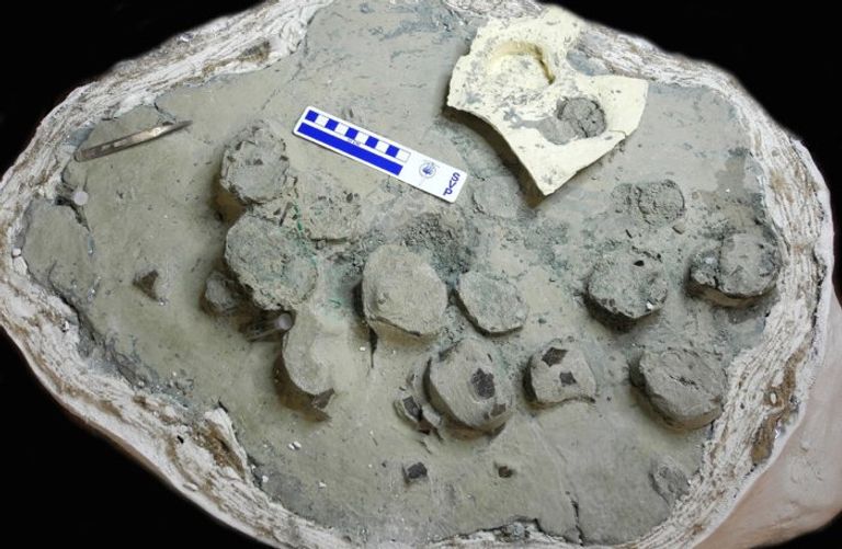 حفرية قشور البيض قشور بيض ديناصور في المقطع العرضي تحت المجهر