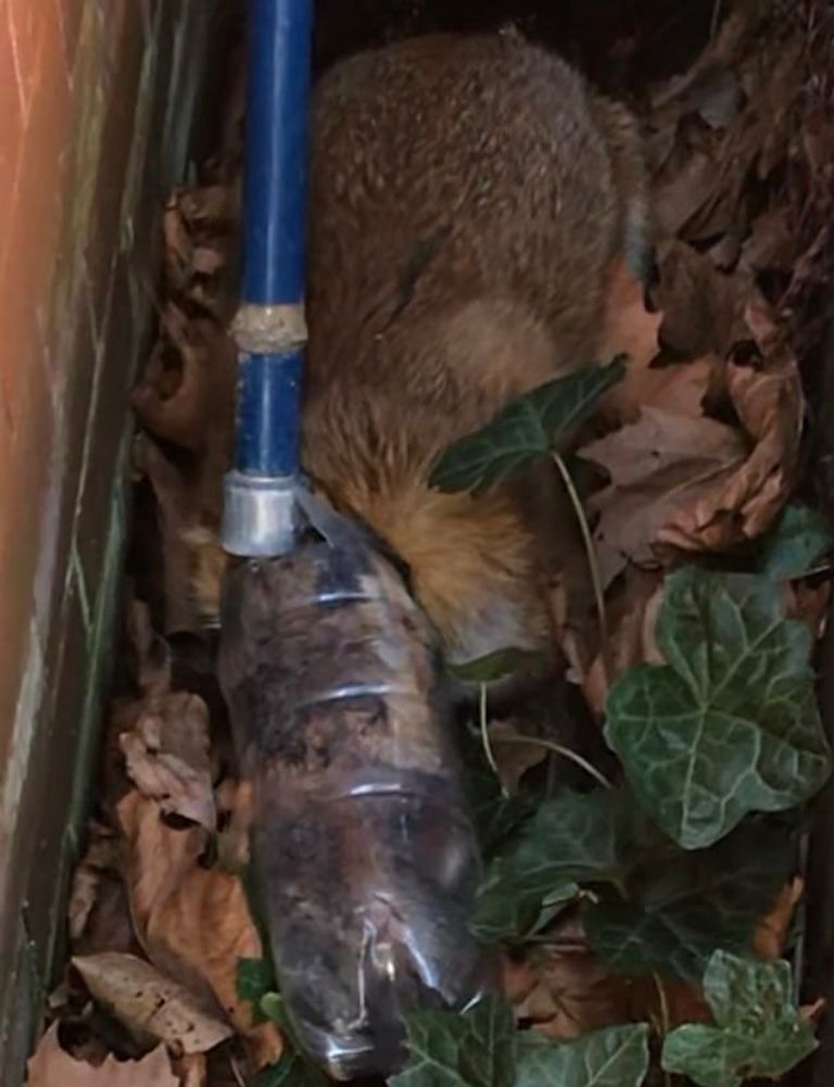 الثعلب بعد تحرره من الزجاجة