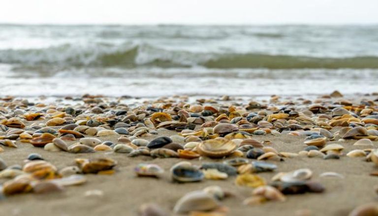 مئات الآلاف من بلح البحر ميتة على شاطئ بنيوزيلندا